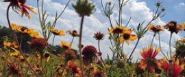 Laitylodge flowers