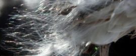 Milkweed 300x200
