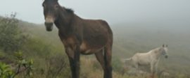 Mule post image