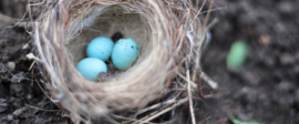 Nest by Ann Voskamp 300x198
