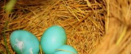 Nestegg 300x242