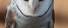 Owl image