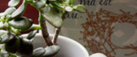 Plant in mug