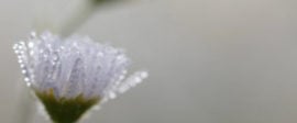 Postimage daisy