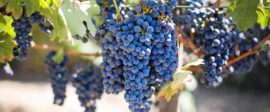 Purple grapes vineyard napa valley napa vineyard 45209