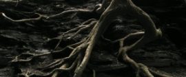 Roots 300x225