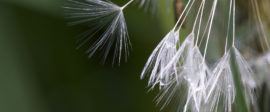 Seedpods