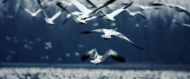 Snowgeese