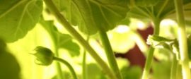 Strawberry plant 300x200
