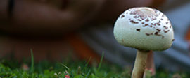 Toadstool post