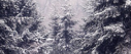 Tree in snow