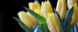 Tulipsannv 300x199
