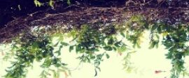 Vine post image
