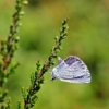 Holly blue celastrina argiolus butterfly butterflies 161046