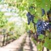 Purple grapes vineyard napa valley napa vineyard 39351